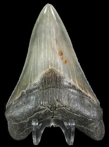 Serrated, Lower Megalodon Tooth - Georgia #70042
